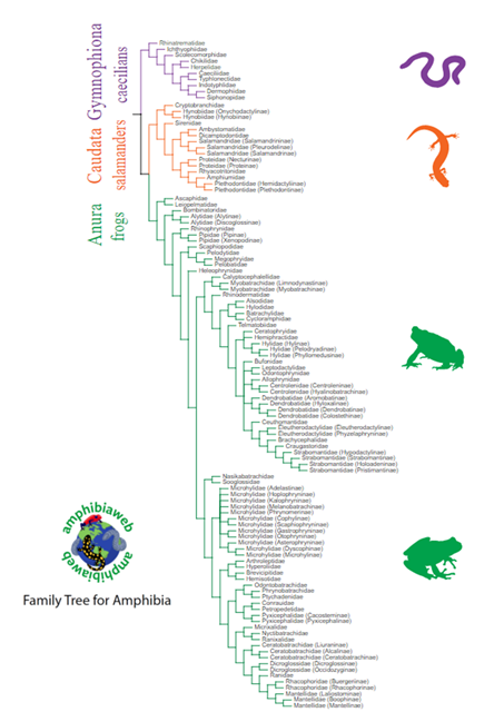 Alex on Instagram: Amphibian Pokémon Ancestry Tree I combined the  amphibian ancestry and frog ancestry into one giant tree! I've been  thinking about doing some reposts, because I'm sure some people haven't